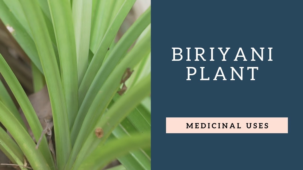Biriyani plant Amazing Medicinal Uses Pandan Plant Uses YouTube