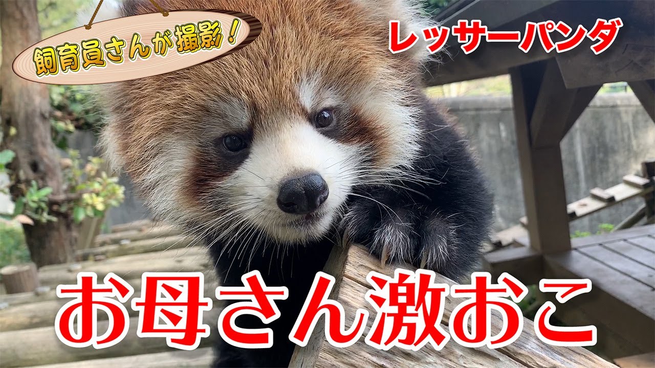 レッサーパンダの子供、強制連行！