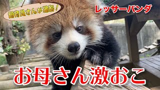 レッサーパンダの子供、強制連行！
