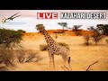 Namibia: Live stream in the Kalahari Desert, Namibia