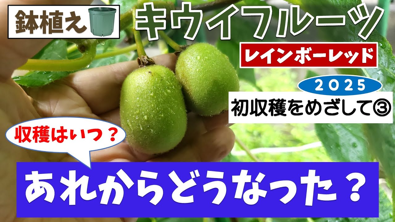 果樹栽培：キウイ「レインボーレッド」初収穫なるか③（8月）