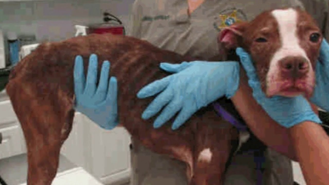 Woman arrested on animal cruelty charge - YouTube