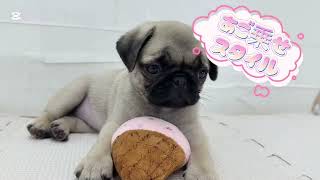 はな@ぷろふみてね様オーダー品　パクパクパペット　ワンちゃんにゃんこちゃん パグ 】ぶちゃかわの魅力！ペチャ顔の癒し系わんこがあなたに