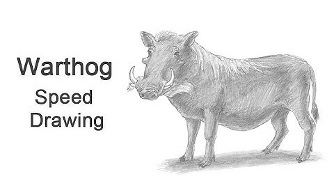 Warthog Time-lapse / Speed Drawing