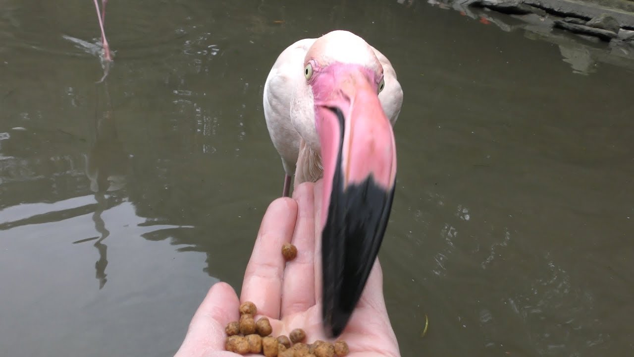Flamingo Feeding Experience Nagasaki Biopark Nagasaki Japan December 23 17 Youtube