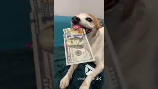 Dog not giving up $100 bill || Viral Video UK