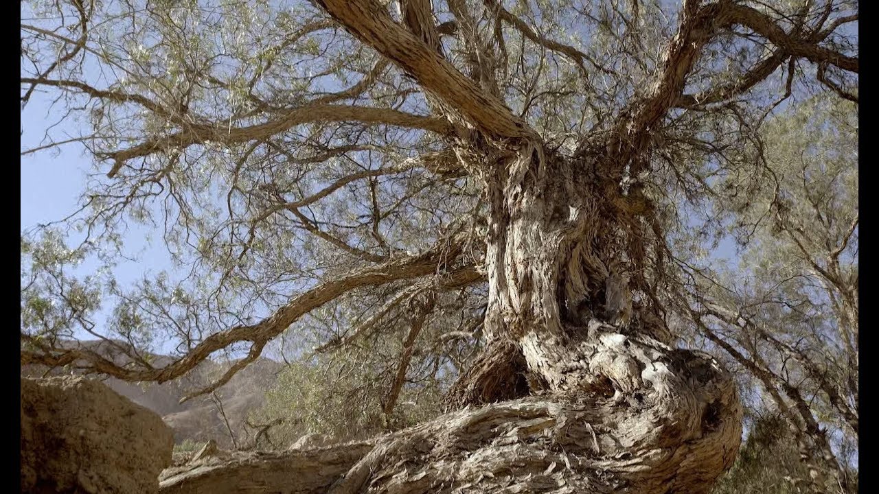 La historia y cualidades del Pimiento | Memorias de Árboles