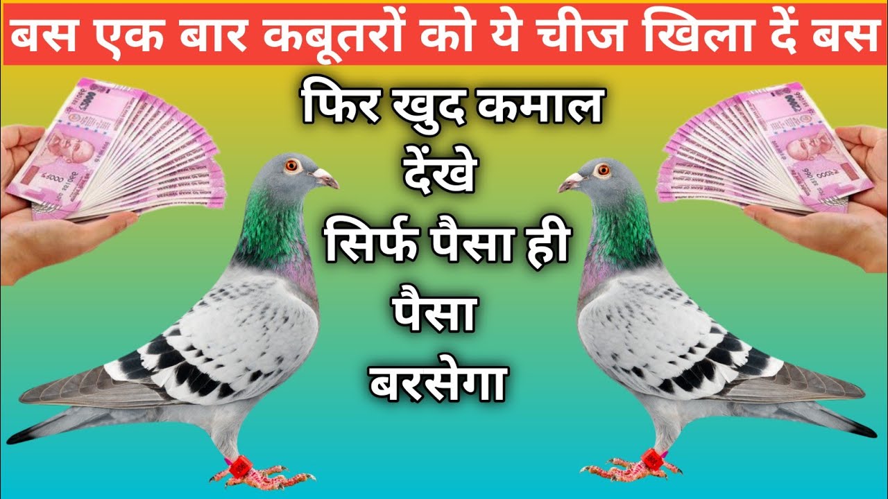 बस इस तरह से अपने कबूतरों दाना खिलाओ फिर आप खुद कमाल देखो होगी पैसों की बारिश