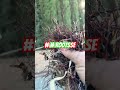 Grandma vs. Garden Roots | Round 47 and They Still Won’t Leave