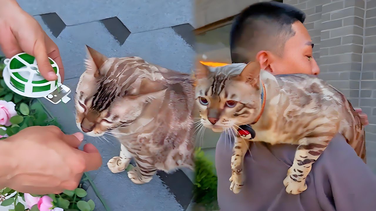 在小院子給貓咪們打造豪華廁所，八條率先體驗，不料竟愛上這種感覺【小鋒小志的貓咪小院】