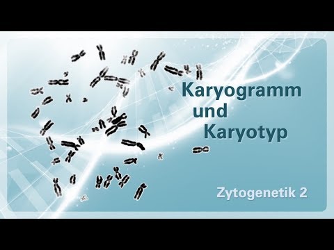 Video: Unterschied Zwischen Karyotyp Und Idiogramm