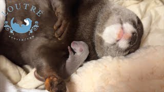 Precious Baby Otter For 3 Days by LOUTRE 286,716 views 1 month ago 19 minutes