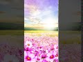 Galaxy Themes - [poly] sunset over a pink flower field