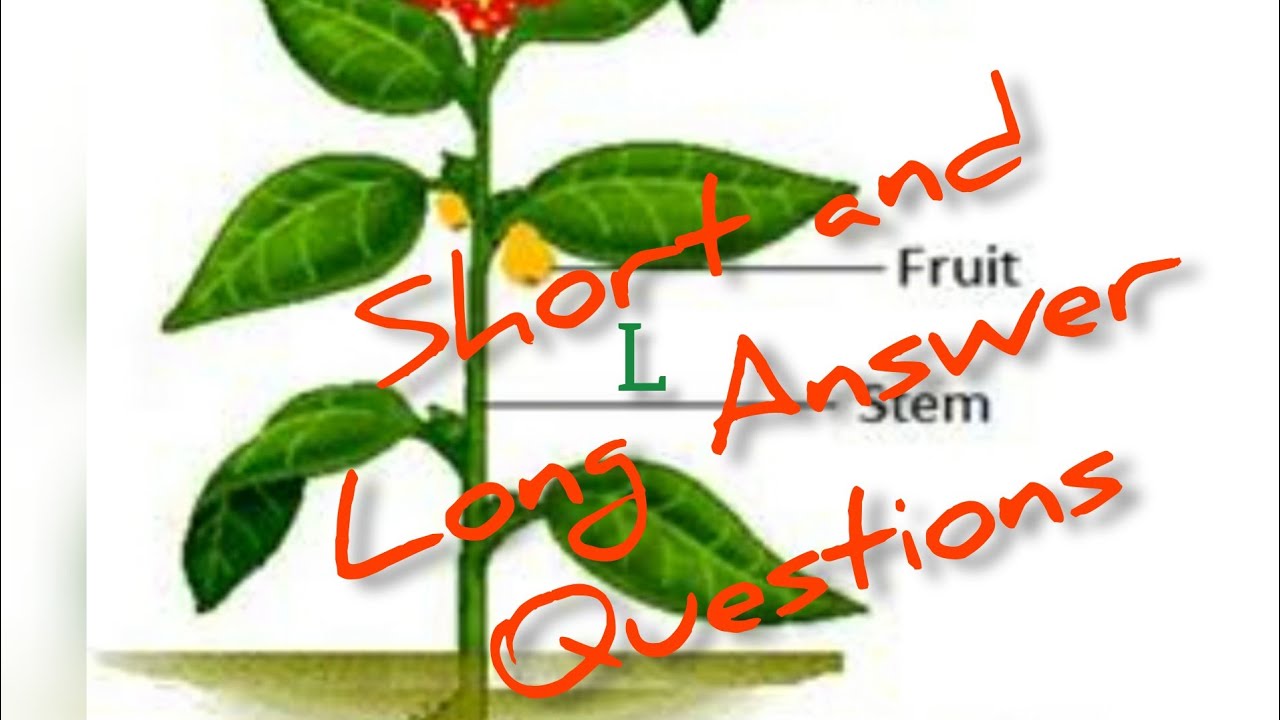 Grade 3 Science Chapter 6 Parts of a plant (Questions and Answers