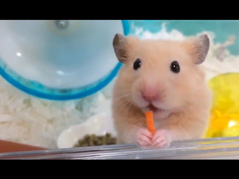 キンクマハムスターのかわいい瞬間ベスト3 Cute Hamster Youtube