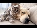 Amazing Friendship Between Golden Retriever and Kitten