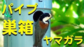 野鳥 巣箱のメジロ Youtube 野鳥 巣箱のメジロ Youtube
