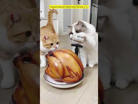 POV: Your Cat Thinks It Pays the Bills 😂🐱 #FunnyCat #CatComedy