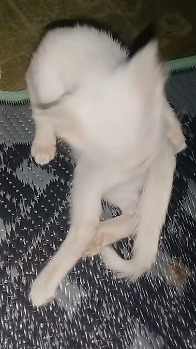 MAY PALANGANG TISAY #shortvideos #viralvideos #youtubevideo  #shorts #trendingshorts #viral