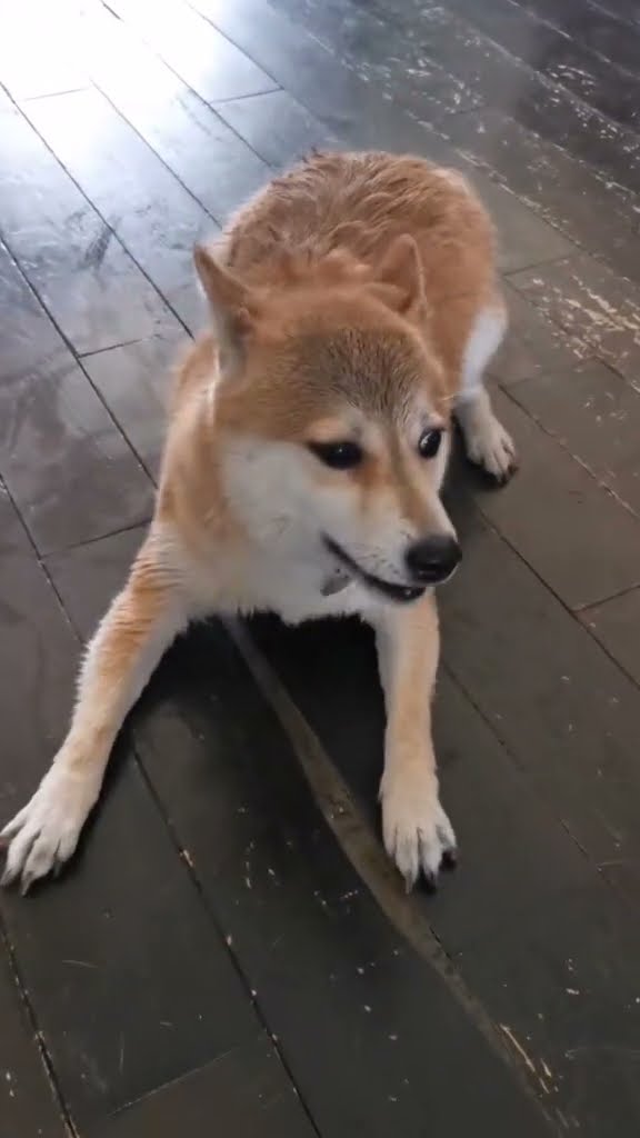 Hachi Has Some Things to Say || ViralHog
