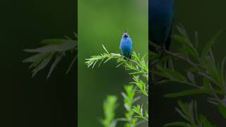 Indigo Bunting Sings His Song of Kings 🎶👑