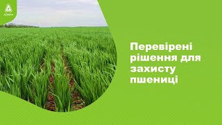 Перевірені рішення для захисту пшениці. #Агроподорож ADAMA.