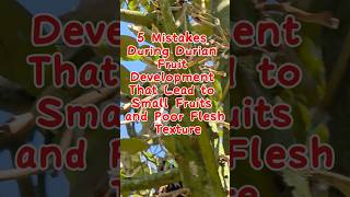 5 Mistakes During Durian Fruit Development  #durian #facts #durianrider #viralvideo #fruit #nature