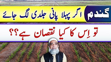 What is Ill Effect of earlier Application of 1st Irrigation in Wheat crop || Crop Reformer