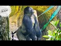 Young Silverback Gorilla on Alert | Gentaro & Annie | Haoko's Group