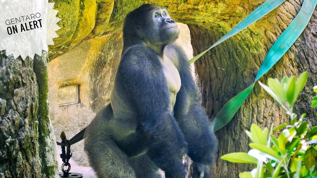 スワロフスキー　わんぱくゴリラ　YOUNG GORILLA Young Silverback Gorilla on Alert | Gentaro & Annie | Haoko's