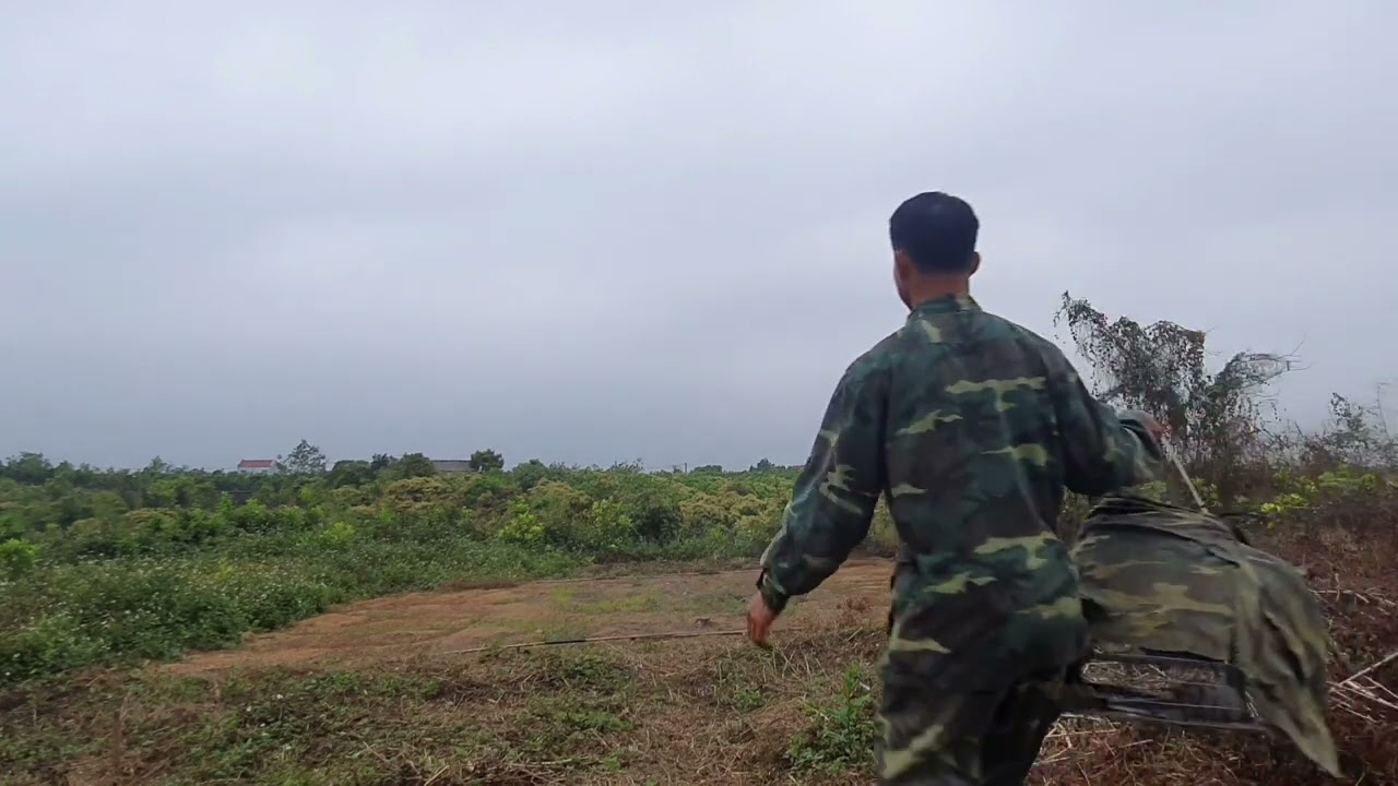 chim ngói chim cu vằn chim bẫy 2023 nguyễn Đại