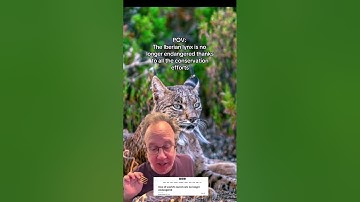 The Iberian Lynx has experience an increased in population thanks to conservation efforts.