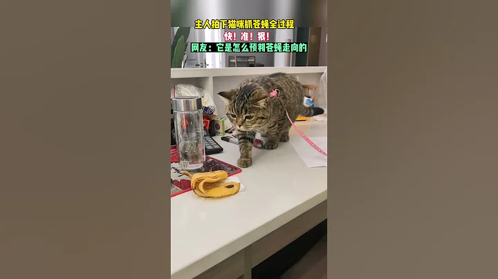 主人拍下猫咪抓苍蝇全过程快!准!狠! - 天天要闻