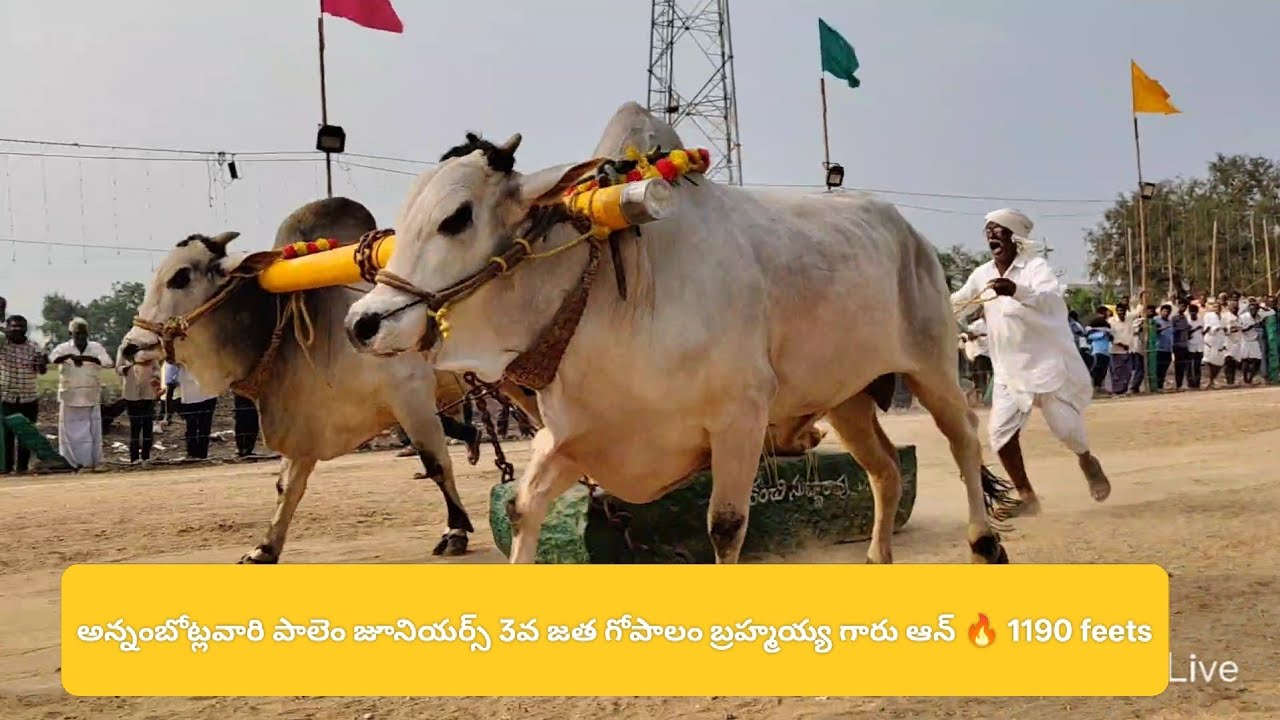 జూనియర్స్ 3వ జత గోపాలం బ్రహ్మయ్య గారు