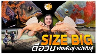 #ตีอวนปลาใหญ่ SIZEBIG พ่อพันธุ์แม่พันธุ์ซัคเกอร์ ออสก้า ตัวเด็ดๆบ่อดิน-SNC STORY #oscar #pleco #fish