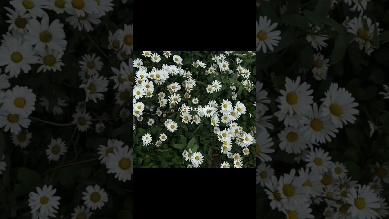 Mere Rang Me Rangne Wali 🥰💗 | Maine Pyar Kiya | Aesthetic status | 