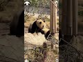 Baby pandas love acting coquettishly with their mother too 🥹💕 #panda #trending