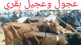 عجول وعجيل بأجمل الاسعار بسوق البرين ٢٣/ ٦/ ٢٠٢٦م