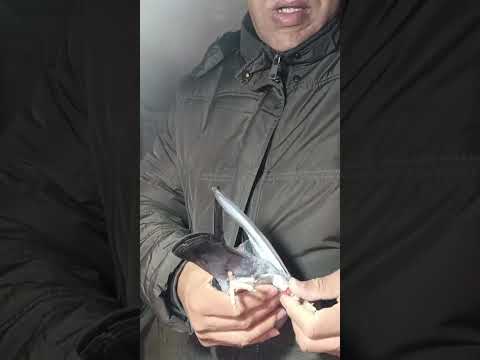 اخوان واحد الحمامه ضائعه في مدينه طنجه لمن يهمه الامر شكرا 