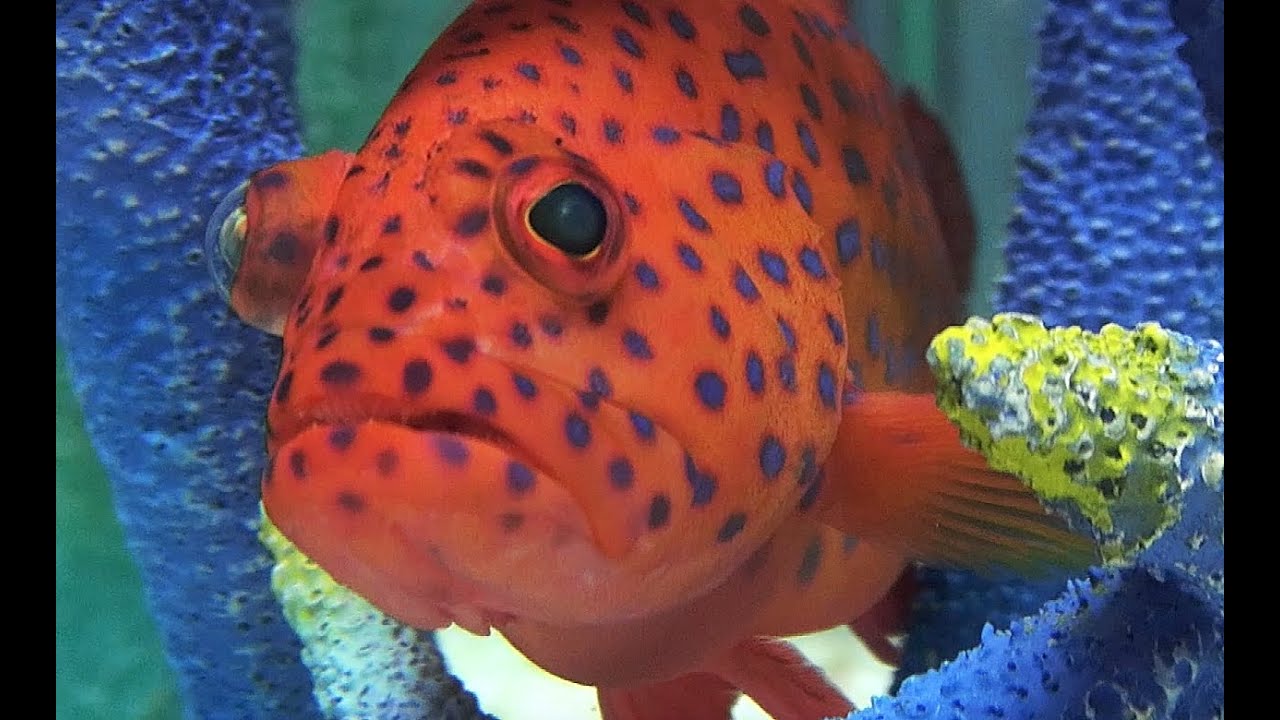 Miniata Cod ユカタハタ Vermillion seabass, Blue- spot rock-cod Cephalopholis miniata ...