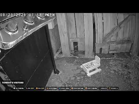 Massachusetts Bird Feeder live cam preview