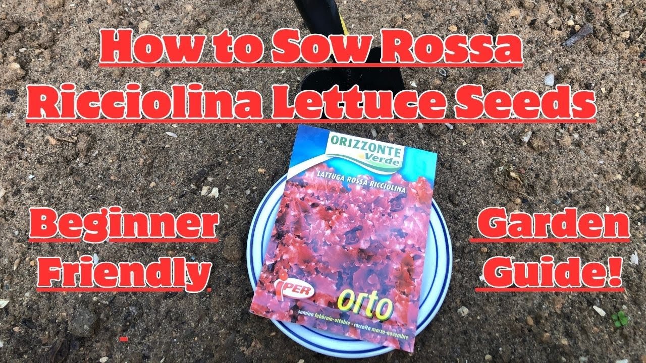 Как посеять семена салата Rossa Ricciolina: руководство для начинающих садоводов! 🌱 #салат #садов...