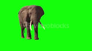 Elephant Walking Green Screen
