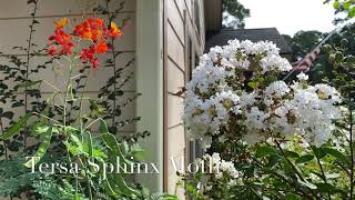 Tersa Sphinx Moth slow motion