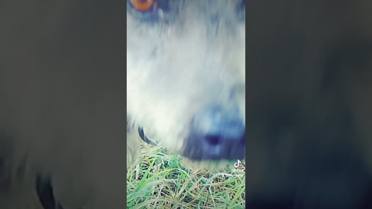 Kameruni juhok legelnek