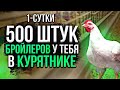 Суточный Цыпленок бройлера кобб 500, бизнес на бройлерах, выращивание бройлера, содержание бройлера.