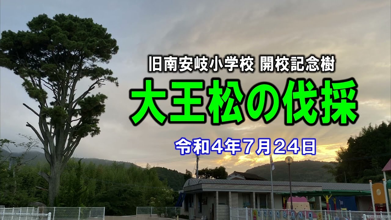 旧南安岐小学校 大王松の伐採【2022年7月24日】