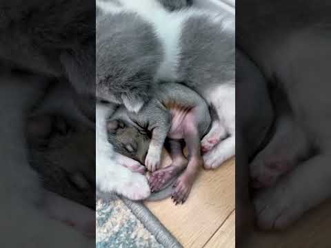 Save the Baby Squirrel... #squirrel #animals #wildliferescue #rescue #cute #animalshorts