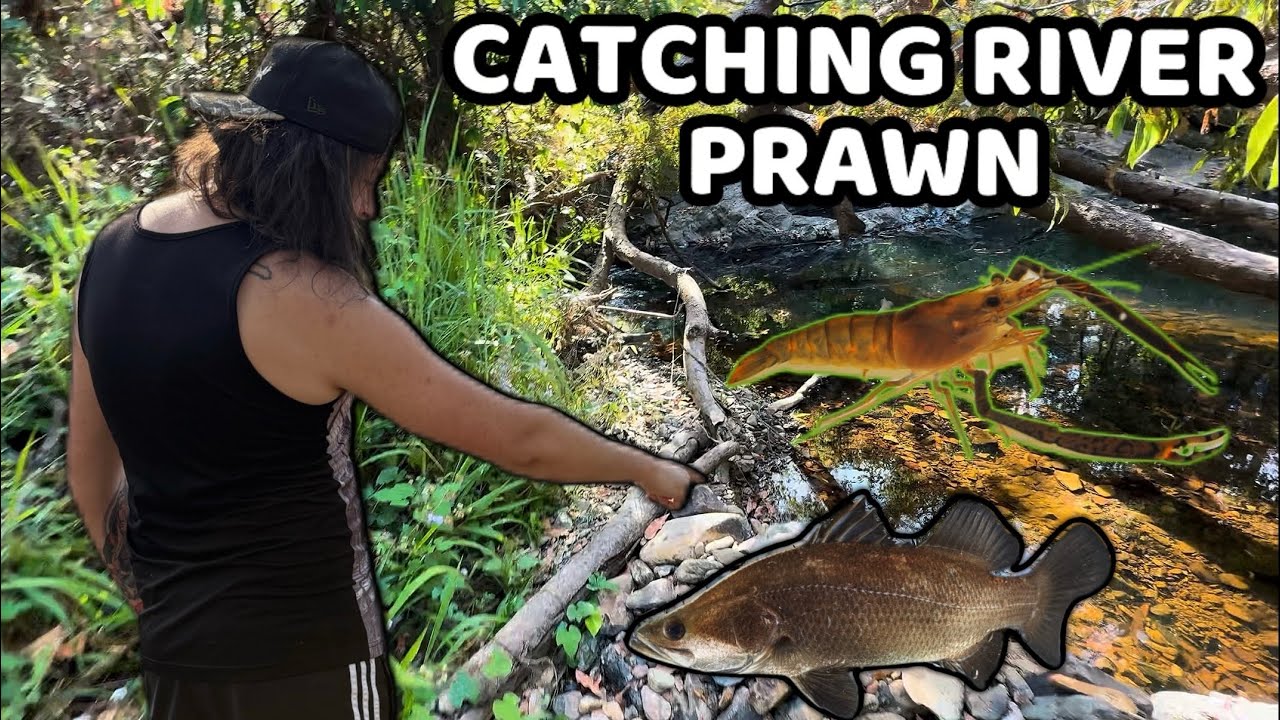 Ловля диких креветок (пресноводных креветок) для моего домашнего баррамунди | Живой корм для рыб