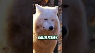 Si dice PLAY non PLEEEY  #twitchitalia #vtuber #streamer